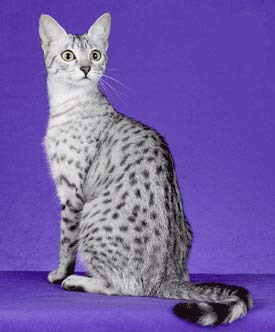 mau.jpg